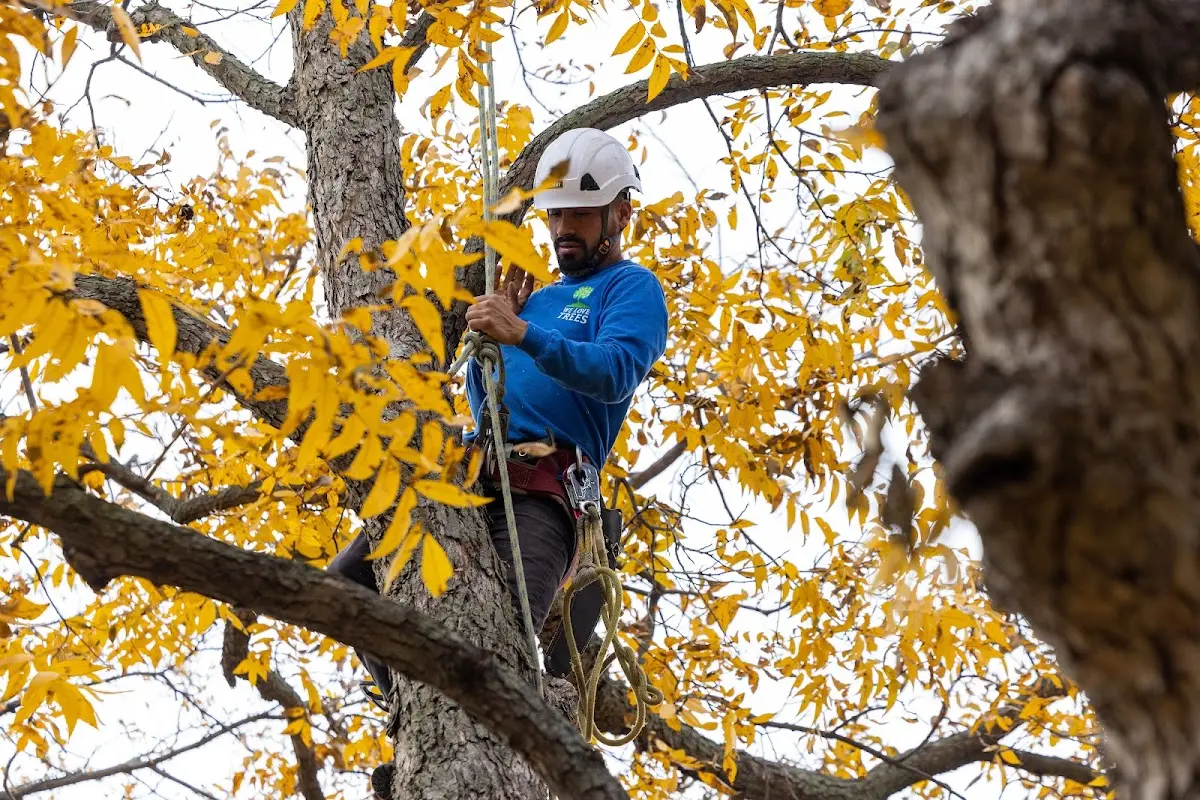 Skilled Tree Planing crew working in Endicott